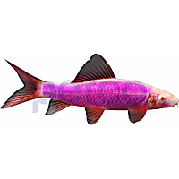 Galactic Purple Shark