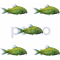 Celestial Yellow Corydoras Catfish