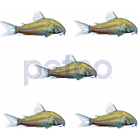 Sunburst Orange Corydoras Catfish