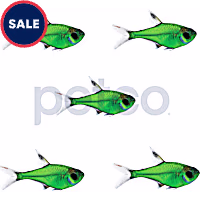 Electric Green Pristella Tetra
