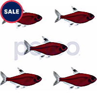 Starfire Red Pristella Tetra