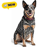 Petco Waterproof Odor-Resistant Adjustable Dog Collar