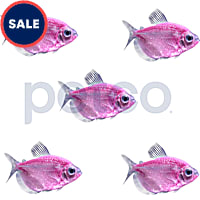 Moonrise Pink Tetra - 5 Pack