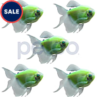 Electric Green Longfin Tetra - 5 Pack