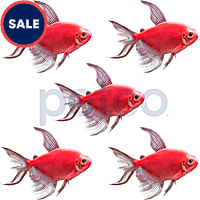 Starfire Red Longfin GloFish Tetra