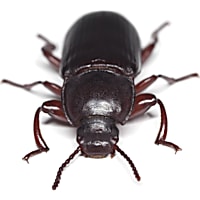 Rice Flour Beetle Culture