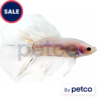 Male Doubletail Betta
