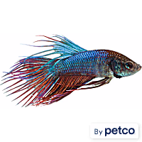 Male Green Crowntail Betta