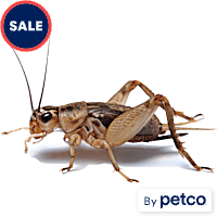 Imagitarium Vita-Bugs Crickets - Pinhead, Count of 50