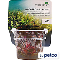 Alternanthera reineckii - Tissue Culture Aquarium Plant