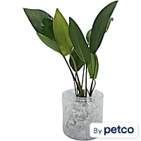 Congo Anubias (Anubias sp. "Heterophylla") - Aquarium Tube Plant
