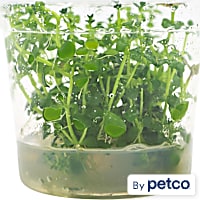 Lindernia rotundifolia - Tissue Culture Aquarium Plant