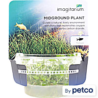 Lobelia cardinalis - Tissue Culture Aquarium Plant
