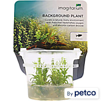 Pogostemon erectus - Tissue Culture Aquarium Plant