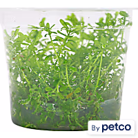 Rotala rotundifolia - Tissue Culture Aquarium Plant