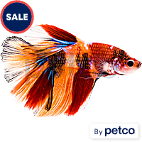 Male Tangerine Koi Betta