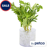 Selaginella willdenowii "Peacock Fern" - Terrarium Tube Plant