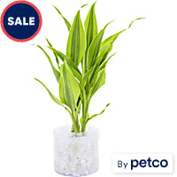 Dracaena sanderiana "Gold Ribbon" - Terrarium Tube Plant