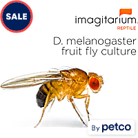 Flightless Fruit Flies - D. melanogaster