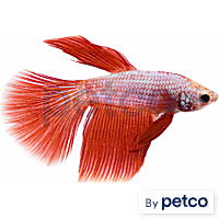 Male Deltatail Betta