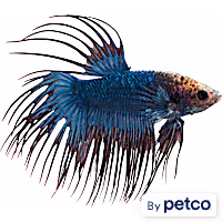 Male Cambodian Crowntail Betta