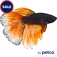 Male Paradise Betta
