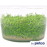 Micranthemum calitrichoides - Tissue Culture Aquarium Plant