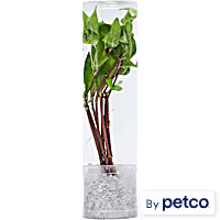 Compacta Sword (Echinodorus sp. "bleheri") - Aquarium Tube Plant