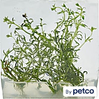 Limnophila heterophylla - Tissue Culture Aquarium Plant