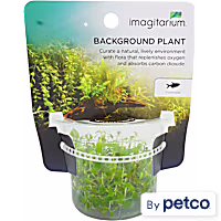 Ludwigia repens - Tissue Culture Aquarium Plant