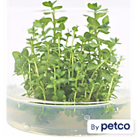 Lysimachia nummularia - Tissue Culture Aquarium Plant
