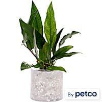 Anubias minima - Aquarium Tube Plant
