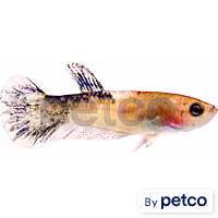 Baby Boy Betta