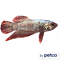 Male Red Platinum Dragon Betta