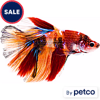 Male Tangerine Koi Betta