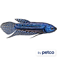 Blue Alien Betta