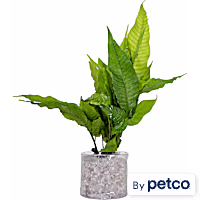 El Nino Fern