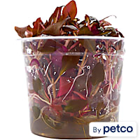 Alternanthera Reineckii