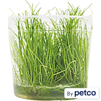 Eleocharis Acicularis