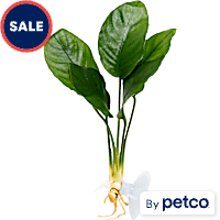 Anubias Plant on Suction Cup
