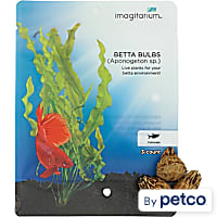 Betta Bulbs