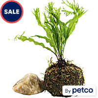 Floating Java Moss Ball with Plant
