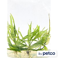 Helanthium Bolivianum