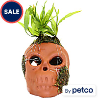 Mossy Skull