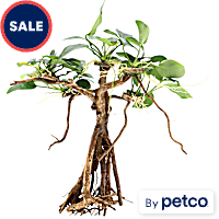 Anubias Banyan Tree