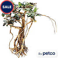Bucephalandra Banyan Tree