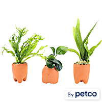 Assorted Terracotta Plant