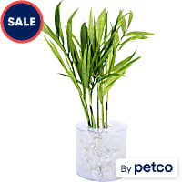 Chamaeforea selfrizii "Bamboo Palm" - Terrarium Tube Plant