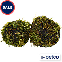Moss Ball 2 Pack