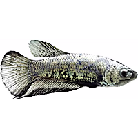 Male Black Platinum Dragon Betta